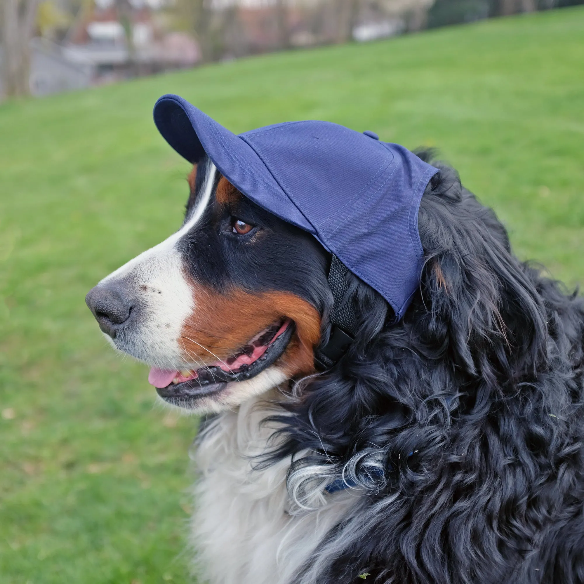 Los Angeles Chargers Pet Baseball Hat